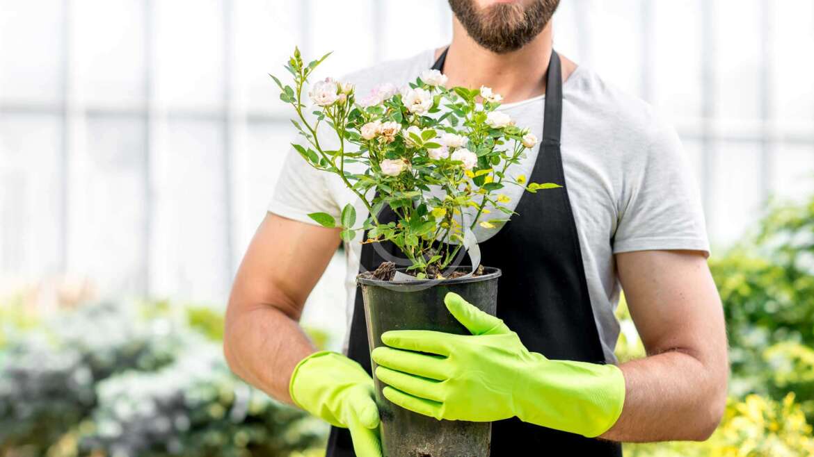 Getting Busy with Planting and Watering